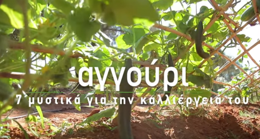  Αγγούρι: 7 μυστικά για την καλλιέργεια του!