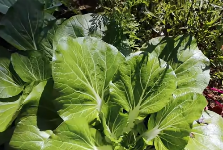 5 Fast Growing Veggies You Can Harvest in Under 1 Month!